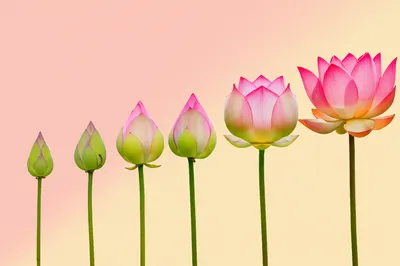 Illustration pregnancies - Image 1