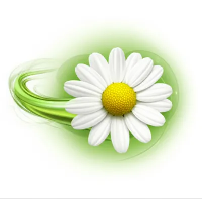 Illustration camomile