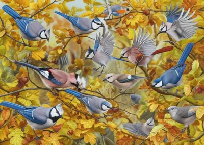 Illustration jays - Image 1