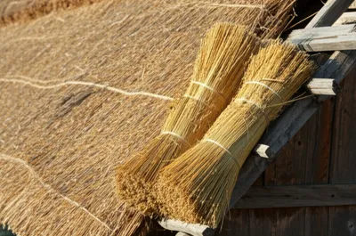 Illustration reeds - Image 1