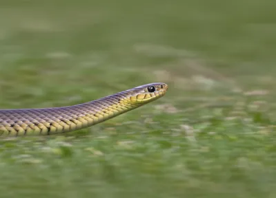 Illustration racer - Image 1