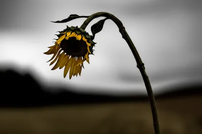 Illustration waver - Image 1