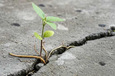 Illustration flesh - Image 1