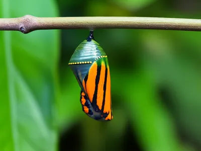 Illustration altered