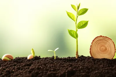 Illustration came - Image 1