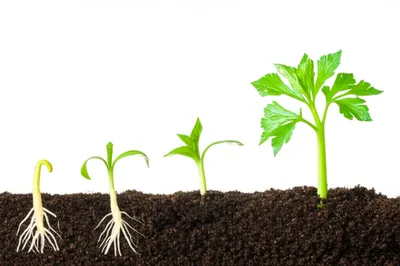 Illustration flourish - Image 1