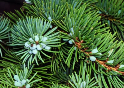 Hình ảnh minh họa junipers - Ảnh 1