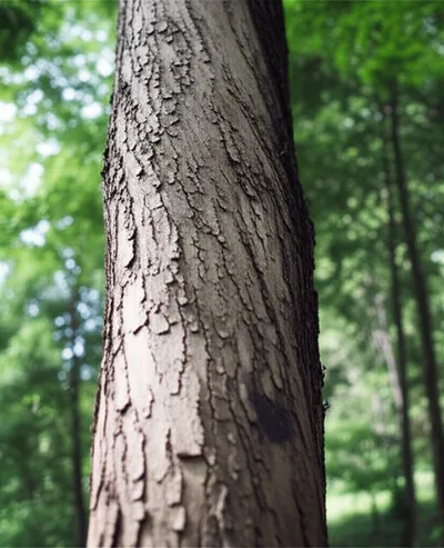 Illustration woody - Image 1