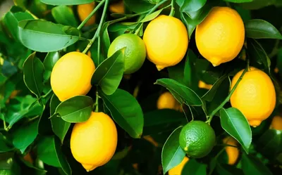 Illustration lemon - Image 1