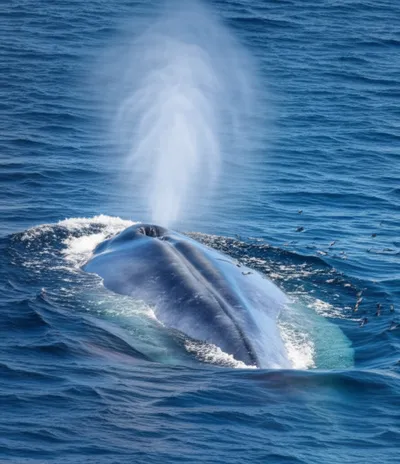 Illustration blew - Image 1