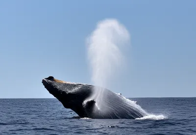 Illustration blows - Image 1