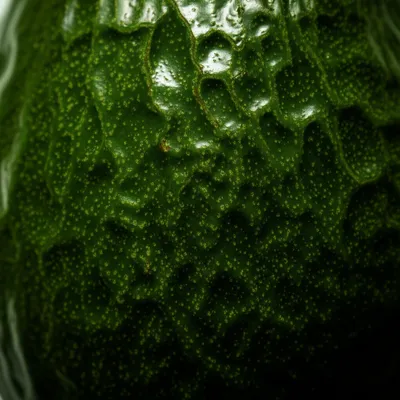 Illustration avocado - Image 1