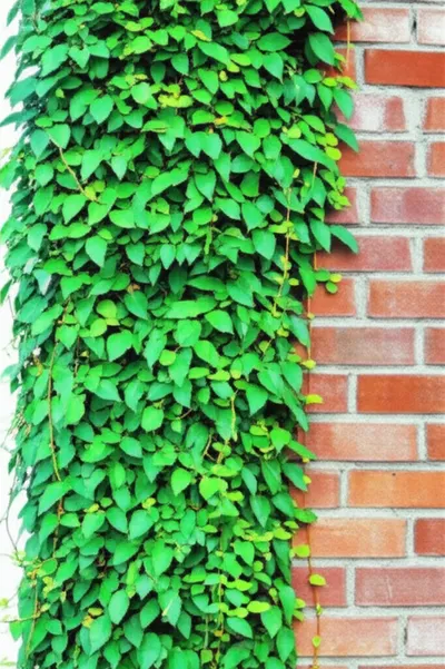 Illustration decurrent - Image 1