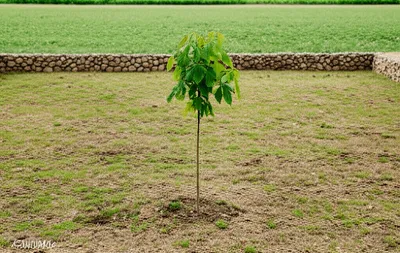 Illustration enclosing