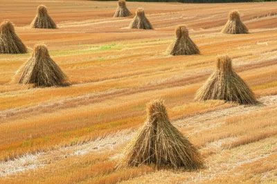 Illustration shocks - Image 1