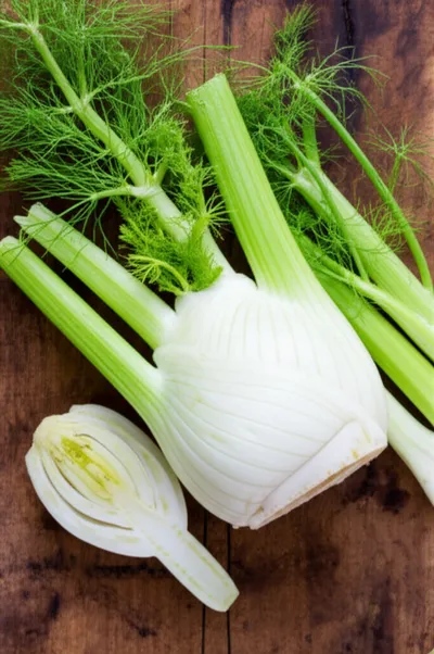 Illustration fennel - Image 1