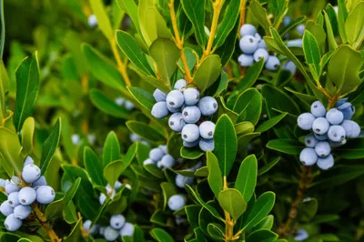 Illustration bayberry