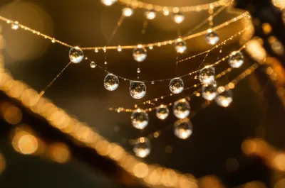 Illustration glistens