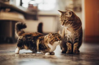 Illustration munchkins - Image 1