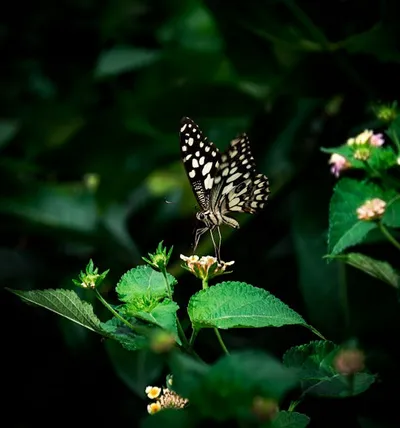 Illustration biologically - Image 2