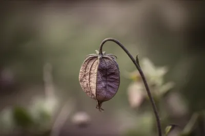 Illustration burden - Image 1