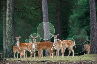 Illustration cull - Image 1