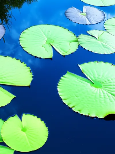 Illustration scalloped