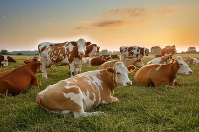 Illustration stock - Image 1