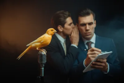 Illustration canaries - Image 1