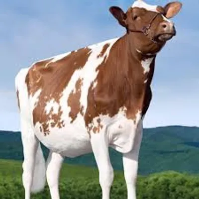 Illustration heifer - Image 2