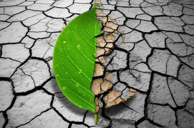 Illustration seared - Image 1