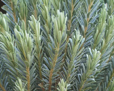 Illustration sagebrush