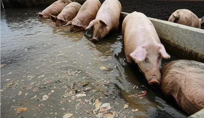 Illustration swash - Image 1