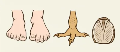 Illustration toed - Image 1