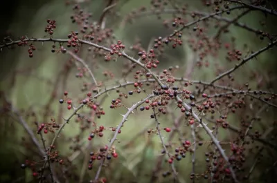 Illustration bramble - Image 1