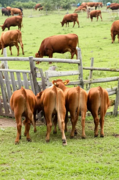 Illustration cutouts - Image 1