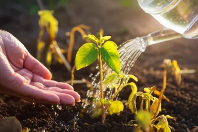 Illustration favours - Image 1