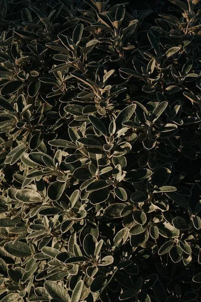 Illustration euonymus - Image 2