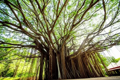 Illustration banians - Image 1