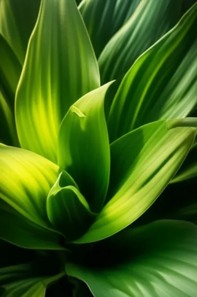 Illustration exfoliate - Image 1