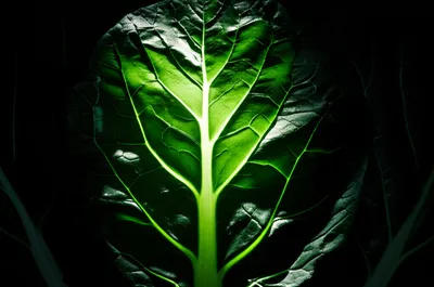 Illustration whitening