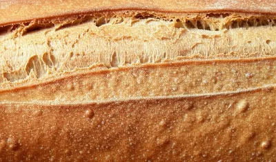 Illustration wheat - Image 1