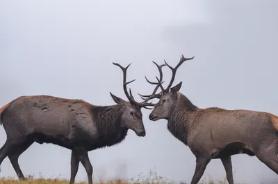 Illustration rutting - Image 1