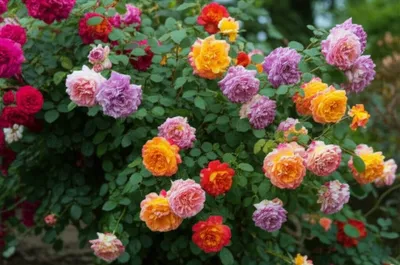 Illustration porcelains - Image 1