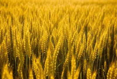 Illustration bristling - Image 1