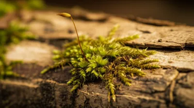 Illustration feet - Image 1