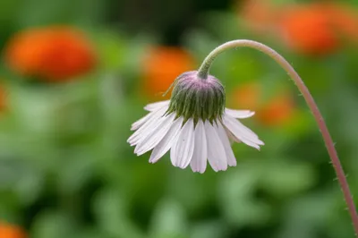 Illustration anemic - Image 1