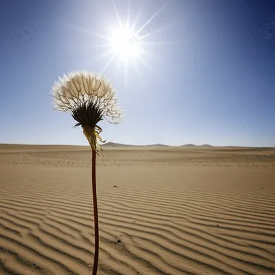 Illustration unimportance