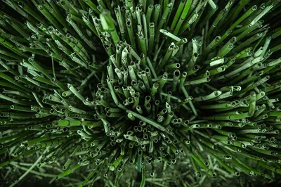 Hình ảnh minh họa horsetails - Ảnh 2