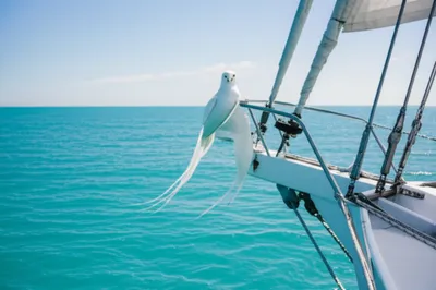 Illustration boatswain - Image 1